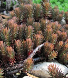 Sedum rupestre 'Chocolate Ball'